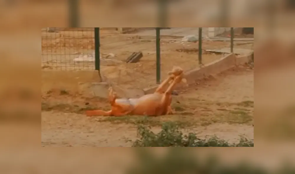 En Facebook, un joven acudió a un refugio de animales y quedó espantado al creer que un perro tenía un fuerte enfrentamiento. En Facebook, un joven acudió a un refugio de animales y quedó espantado al creer que un perro tenía un fuerte enfrentamiento.