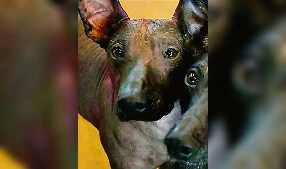 Mañana presentan filme "El perro sin pelo del Perú" Mañana presentan filme "El perro sin pelo del Perú"