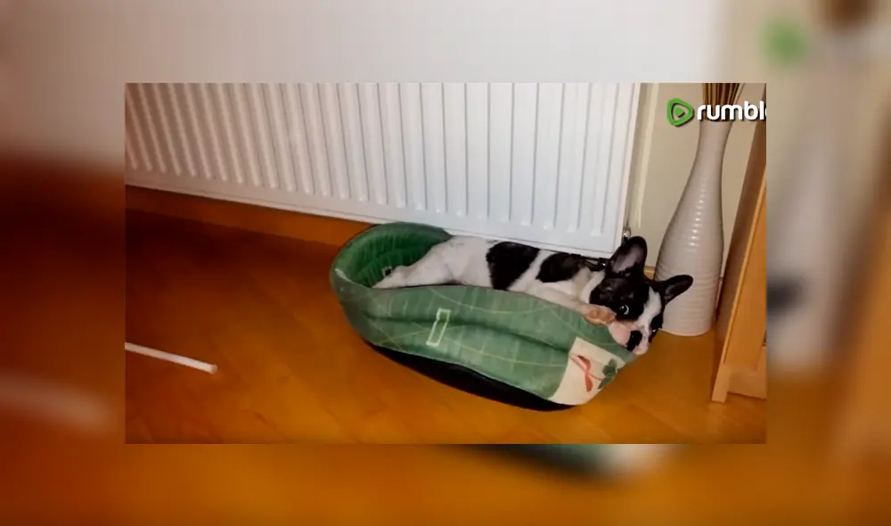 Perro bebé pelea con gato por su cama y desenlace enternece a todos [VIDEO] 