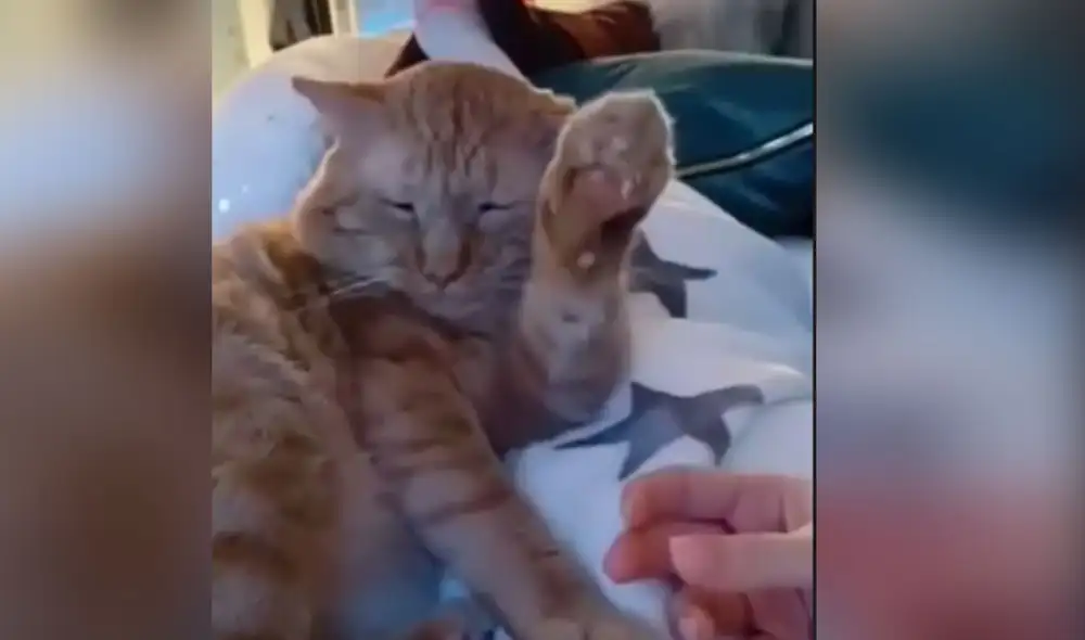 Desliza las imágenes para conocer la graciosa reacción que tuvo este gatito al recibir caricias de su dueño. Foto: captura de Facebook Desliza las imágenes para conocer la graciosa reacción que tuvo este gatito al recibir caricias de su dueño. Foto: captura de Facebook