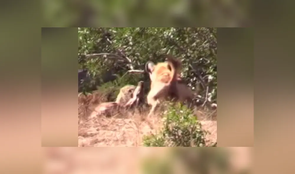 Feroz leopardo ataca a su presa, sin imaginar que una hambrienta hiena lo atacaría a traición [VIDEO] 