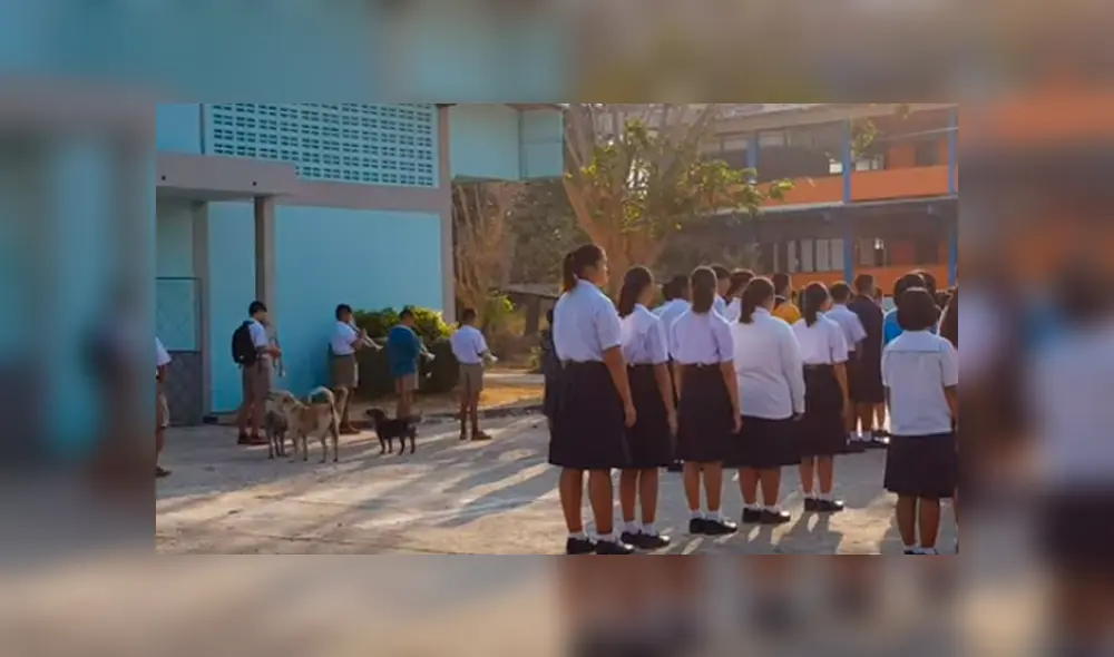 Vía Facebook. Perros callejeros protagonizaron una insólita escena durante la formación escolar de una institución educativa