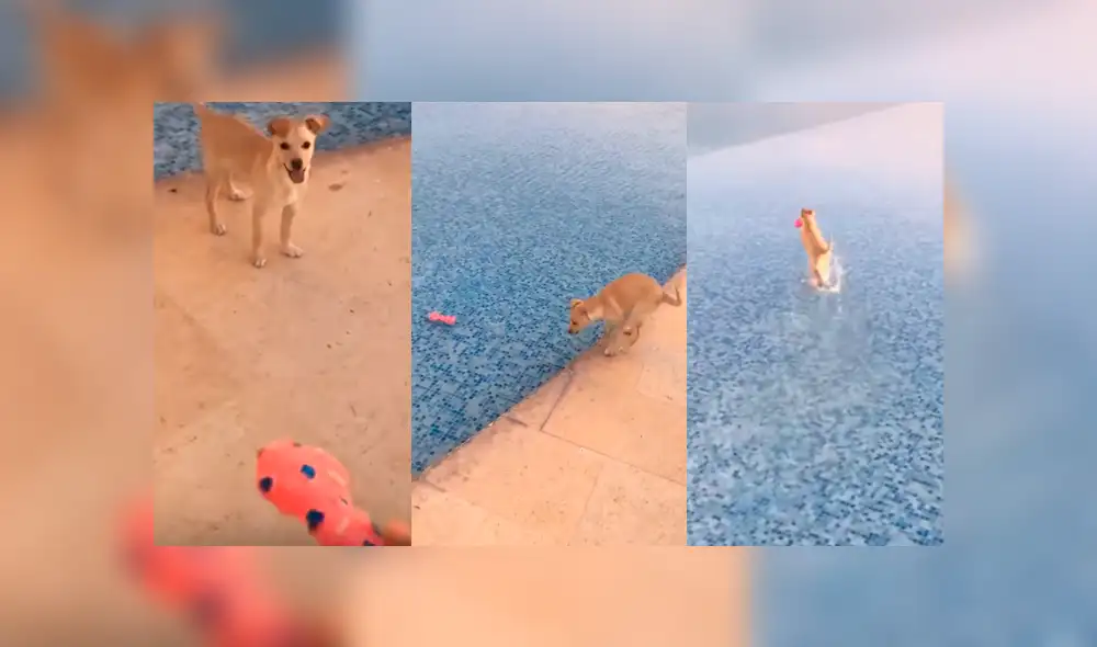 YouTube viral: intenta que su perro entre al agua y cuando lo hace ocurre lo peor [VIDEO]