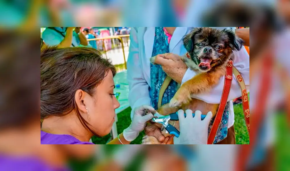 Ofrecen campaña gratuita para perros y gatos 