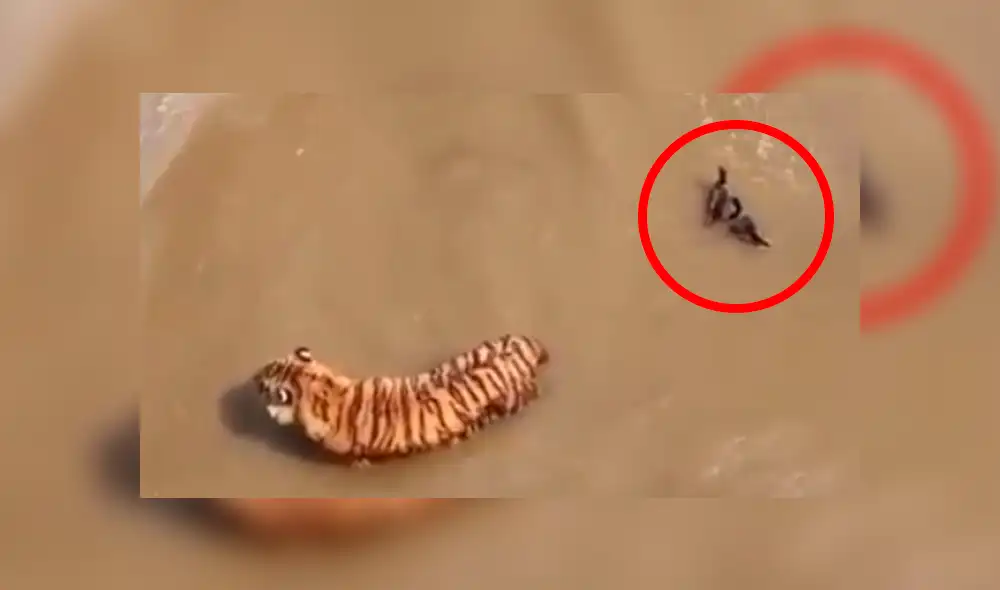 Facebook viral: Patos se burlan cruelmente de un feroz tigre, que entró a su hogar para devorarlos [VIDEO] 