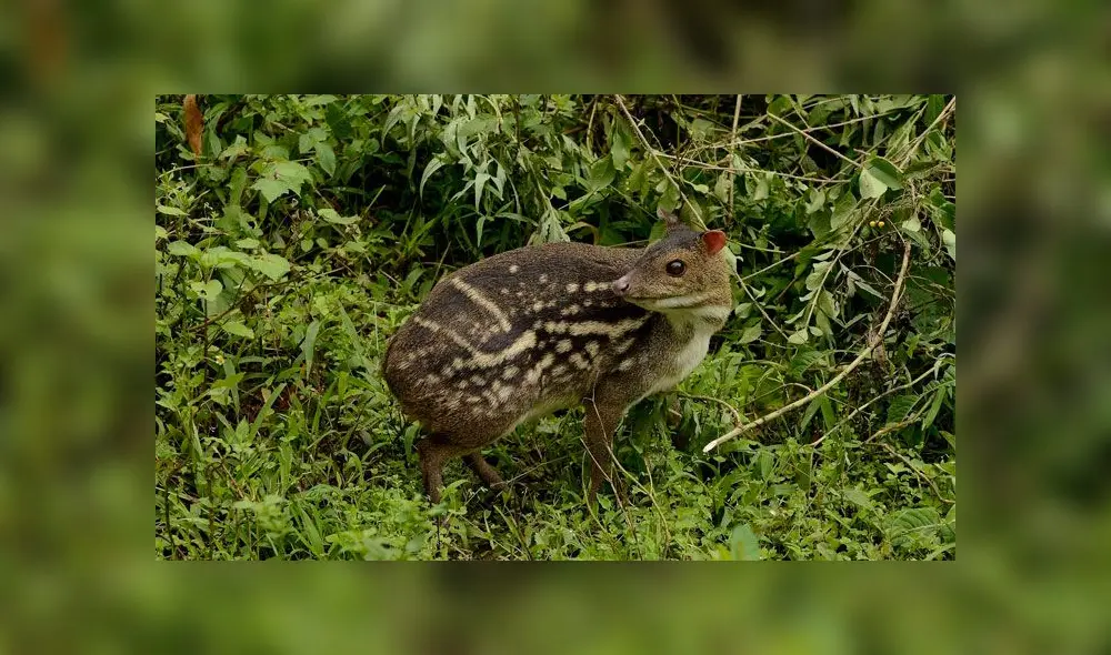 Descubren un ciervo ratón, la rara especie desaparecida desde hace décadas