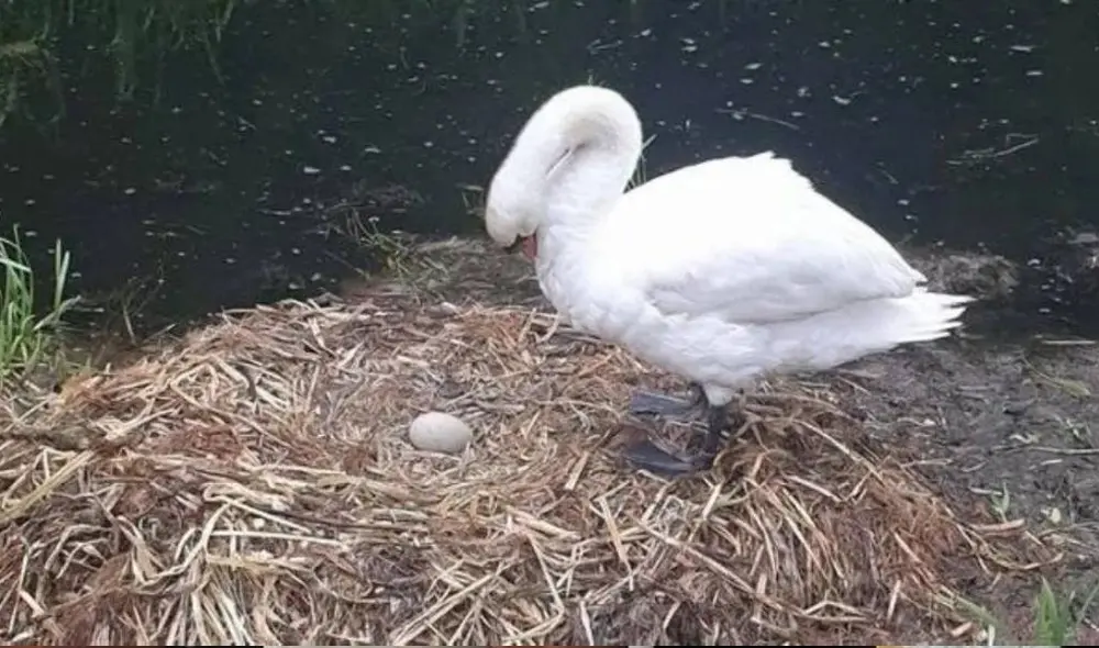 La madre con su único huevo sobreviviente. Foto: MEN Media La madre con su único huevo sobreviviente. Foto: MEN Media