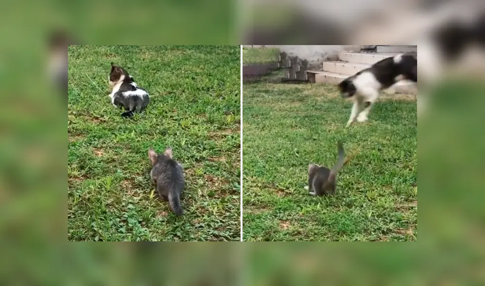 Desliza la imagen para ver la reacción de la gata. Foto: agonuno/TikTok