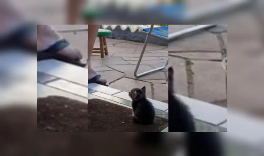 Video es viral en YouTube. El hijo del anciano se percató de la emotiva escena entre su padre y su mascota y no dudó en grabarla para compartirla en las redes. Video es viral en YouTube. El hijo del anciano se percató de la emotiva escena entre su padre y su mascota y no dudó en grabarla para compartirla en las redes.