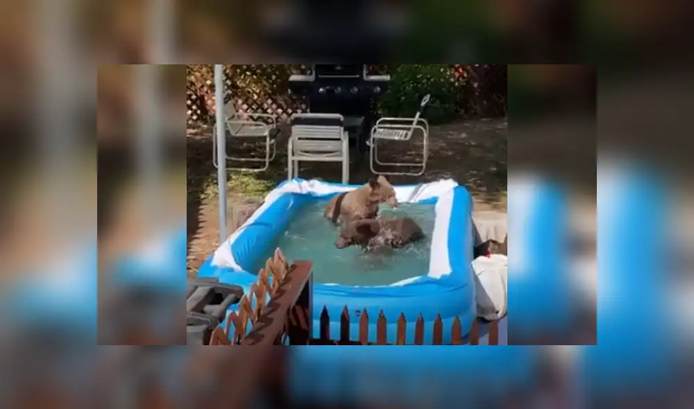 Desliza para ver más imágenes de esta curiosa escena captada en una vivienda de Estados Unidos. (Foto: captura / YouTube)