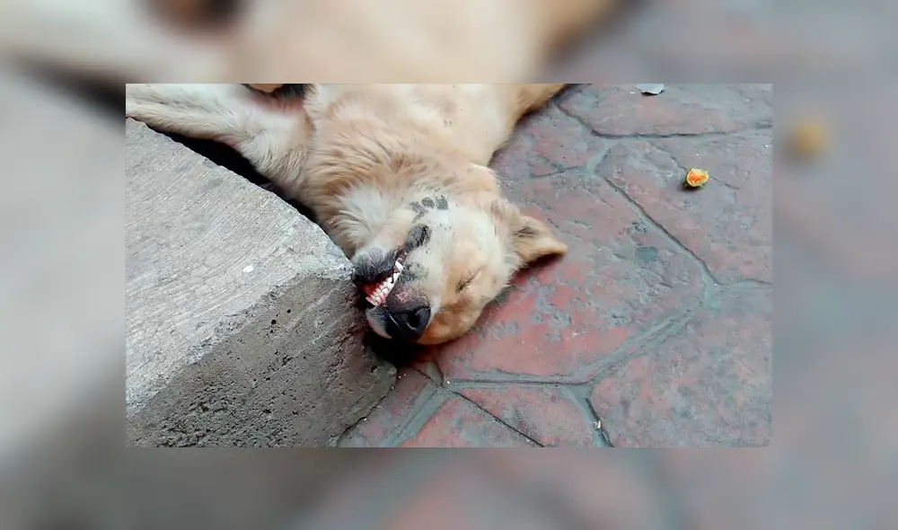 Facebook viral: hombre regaña a su perro por travesura y can finge su muerte 