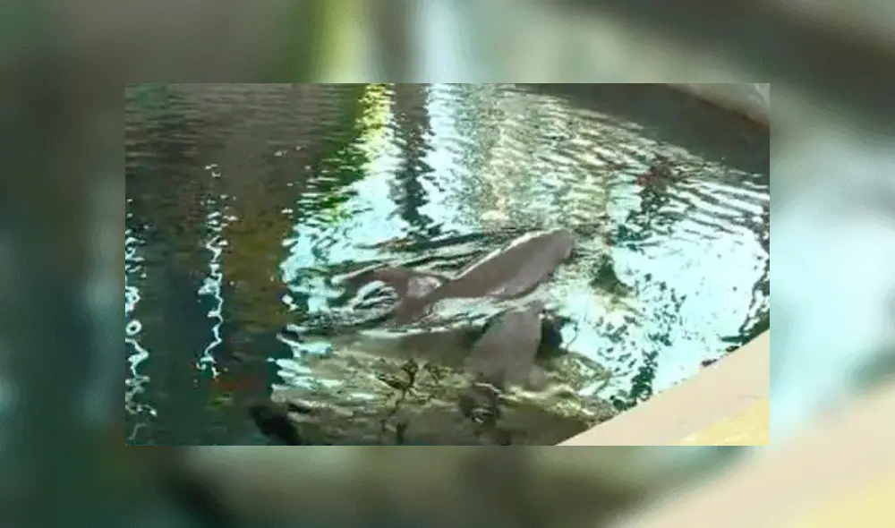 Delfinario de Bulgaria Delfinario de Bulgaria