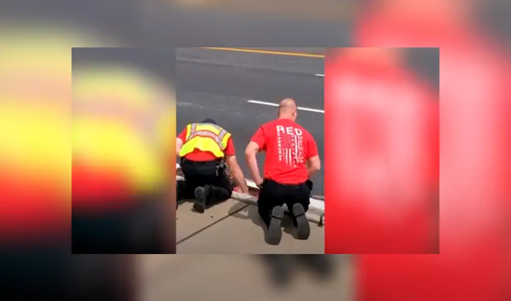 Desliza las imágenes hacia la izquierda para apreciar la noble labor de unos bomberos para rescatar a un ave. Foto: Caters Clips. Desliza las imágenes hacia la izquierda para apreciar la noble labor de unos bomberos para rescatar a un ave. Foto: Caters Clips.