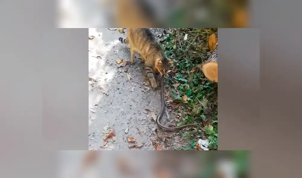 La serpiente intentaba huir pero el hambriento gato no lo soltaba. Foto: captura