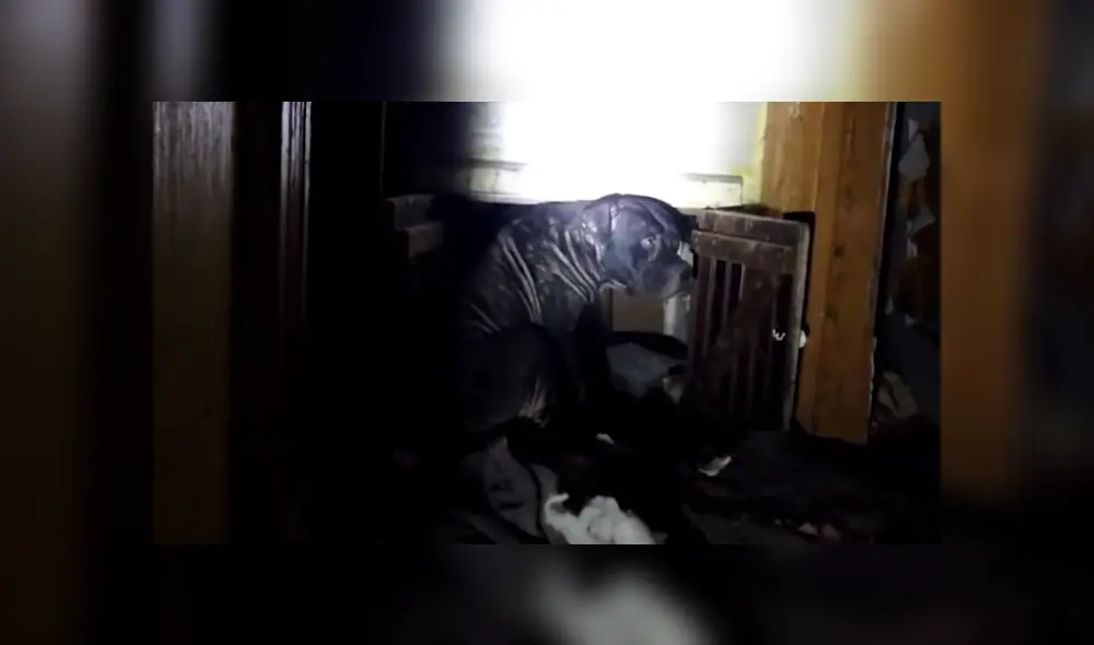 Unos rescatistas salvaron la vida de un grupo de cachorros que estaban atrapados en una casa abandonada. Foto: YouTube Unos rescatistas salvaron la vida de un grupo de cachorros que estaban atrapados en una casa abandonada. Foto: YouTube