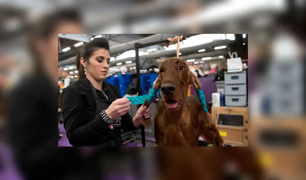 España: Aprueban ley que prohibe cortar la cola y orejas a perros