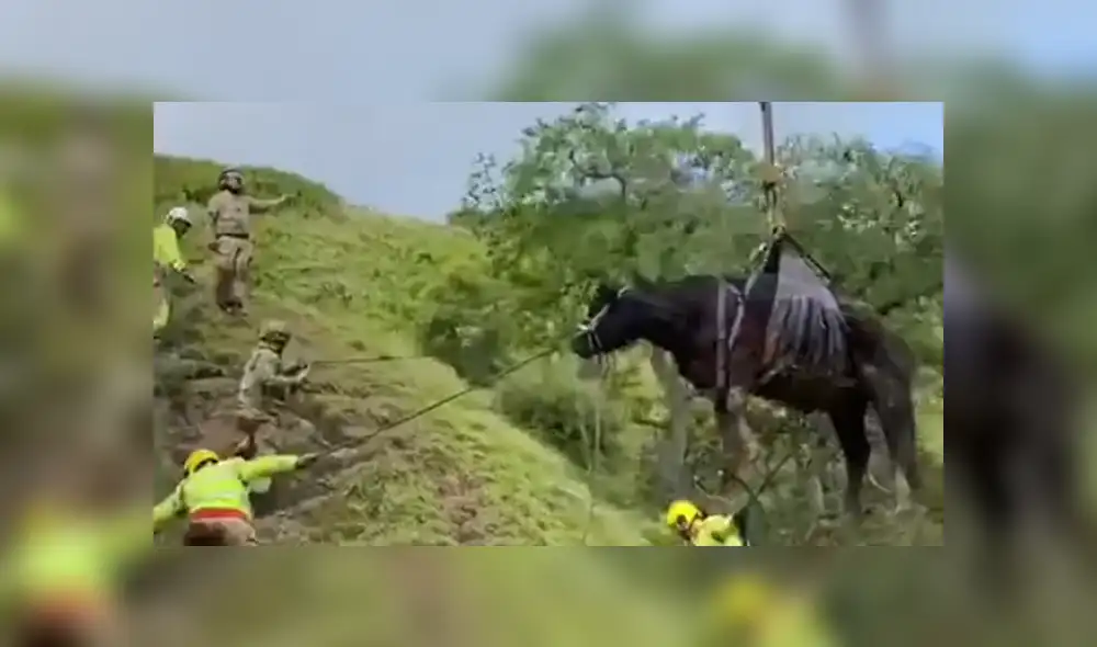 El animal quedó atrapado en un barranco y tuvo que llegar un helicóptero para sacarla del lugar. Foto: YouTube