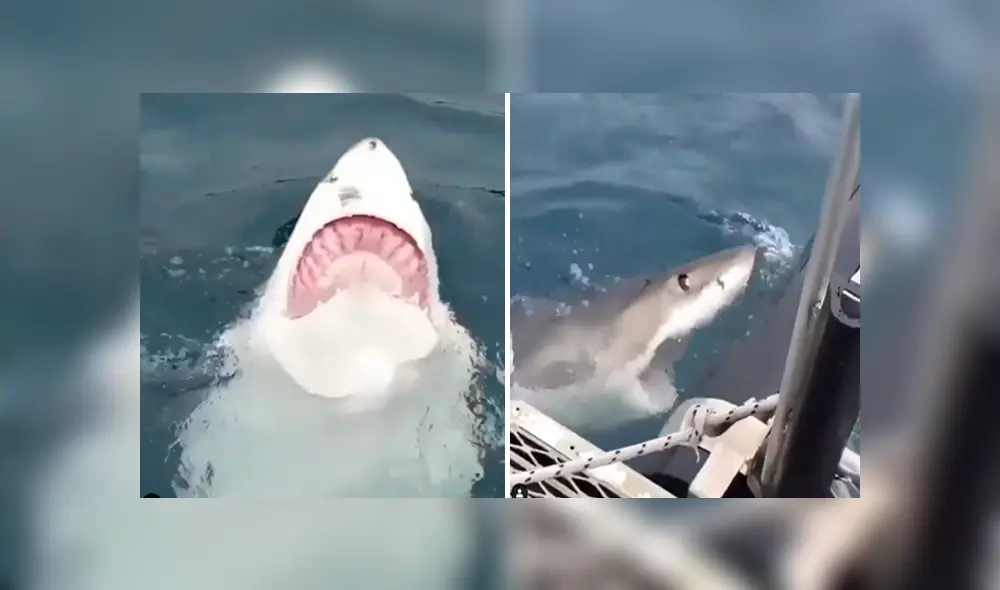 Desliza hacia la izquierda para ver el ataque del furioso tiburón que se volvió viral en Facebook.