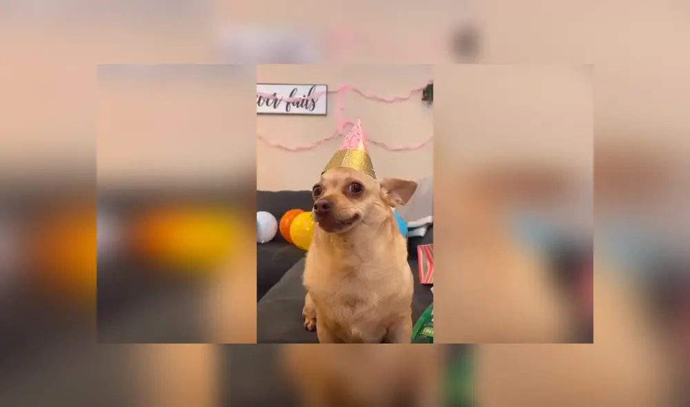 Desliza las imágenes para conocer la fiesta sorpresa que preparó una familia para su adorable mascota.