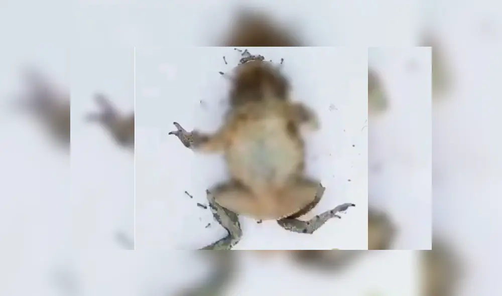 La rana empezó a tornar su aspecto en una extraña forma. Foto captura.