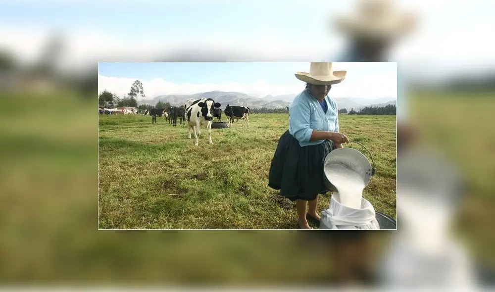 Ganadería en Perú Ganadería en Perú