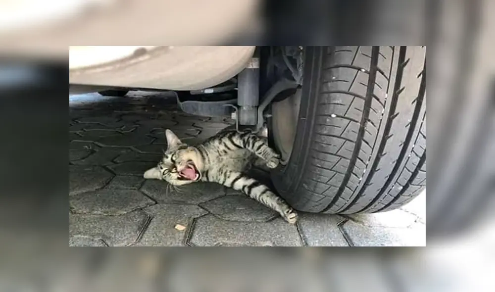 Facebook viral: cree que gato había sido aplastado por una llanta y se lleva una sorpresa [FOTOS]