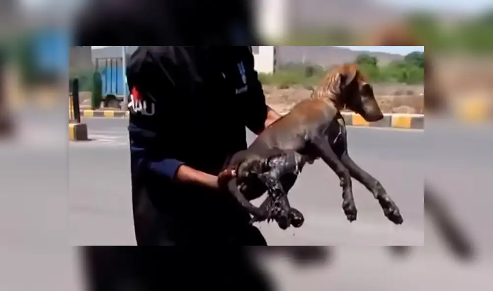 YouTube viral: perrita enferma espera que la muerte se la lleve hasta que un 'ángel' lo cambió todo [VIDEO]