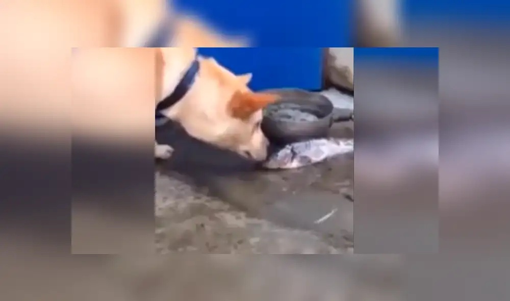 Desliza las imágenes para observa el emotivo gesto de un perro para ayudar a un indefenso pez moribundo. Foto: Captura.