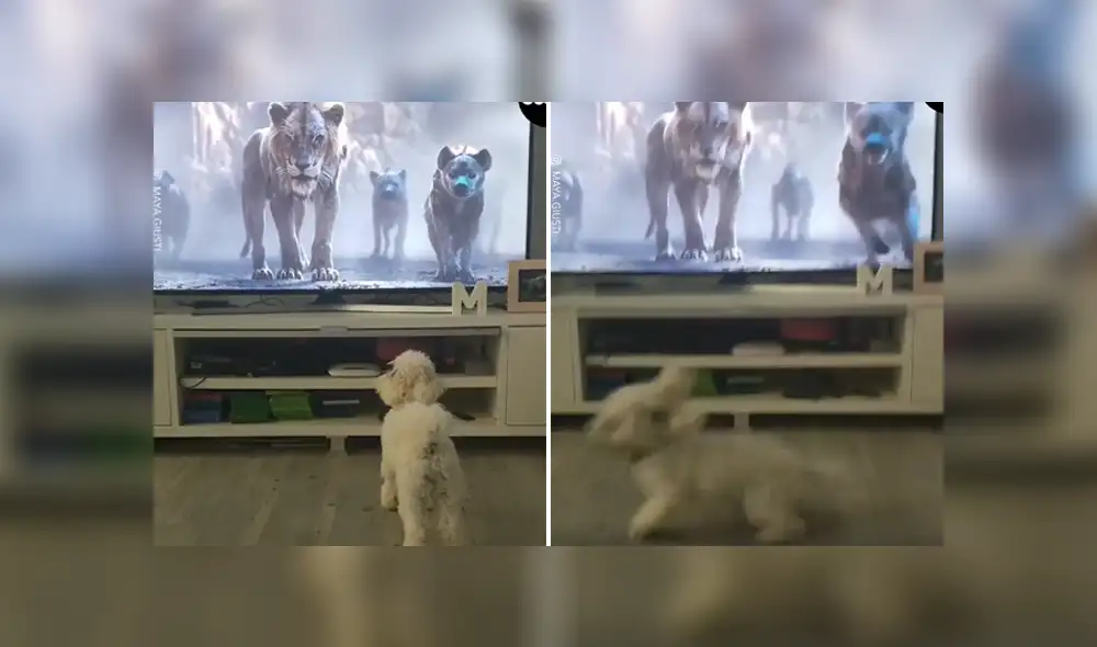 En Facebook se ha vuelto viral el momento en que un perro se asusta tras ver una escena de El Rey León.