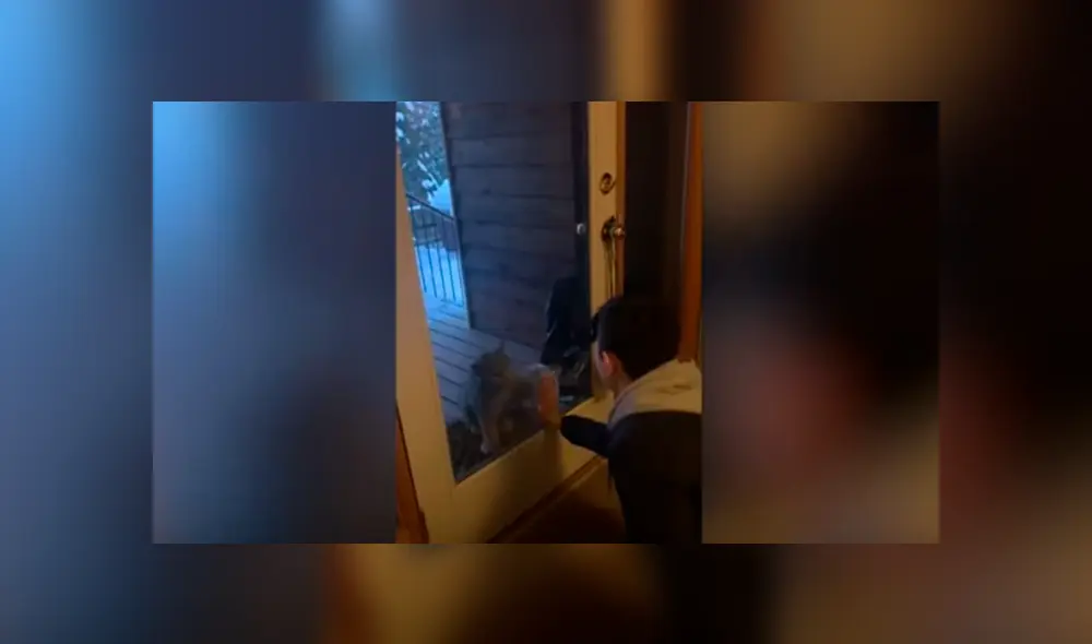 Desliza las imágenes para observar el comportamiento de un niño tras percatarse que un lince bebé invadió su casa.