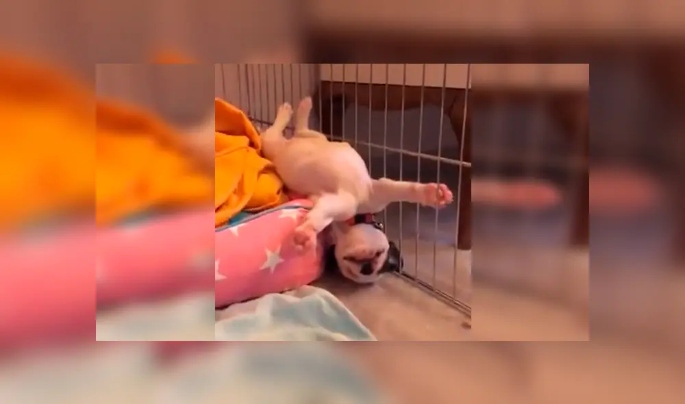 En Facebook, un chico se llevó tremendo susto al imaginar que su cachorro recién adoptado había ‘muerto’. En Facebook, un chico se llevó tremendo susto al imaginar que su cachorro recién adoptado había ‘muerto’.