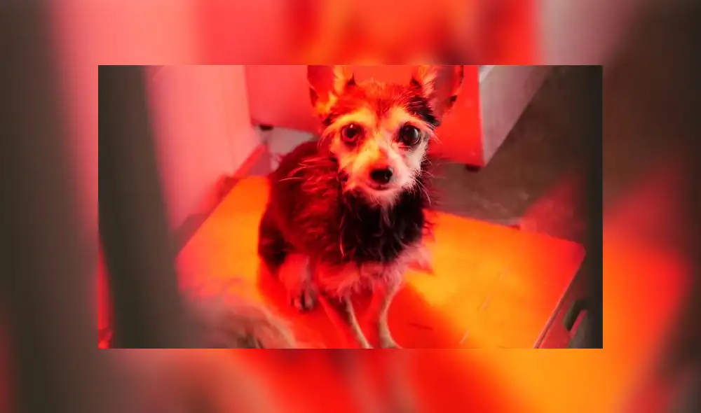 De los perritos rescatados, cinco tuvieron que ser sacrificados por encontrarse en un estado grave. (Foto: Cadena SER)