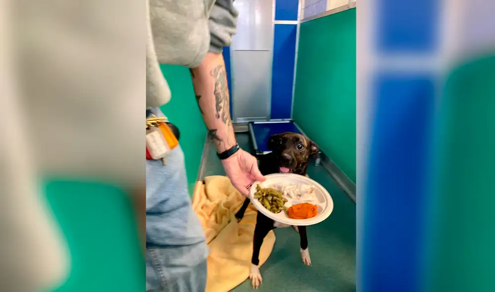 Desliza hacia la izquierda para ver la noble labor de un grupo de jóvenes para celebrar Día de Acción de Gracias con perritos sin hogar. Foto: Facebook Desliza hacia la izquierda para ver la noble labor de un grupo de jóvenes para celebrar Día de Acción de Gracias con perritos sin hogar. Foto: Facebook