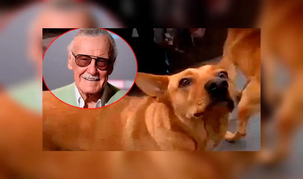 Facebook: Imagen de Stan Lee junto a ‘Gringo’ en el cielo, hace llorar a miles [FOTO]