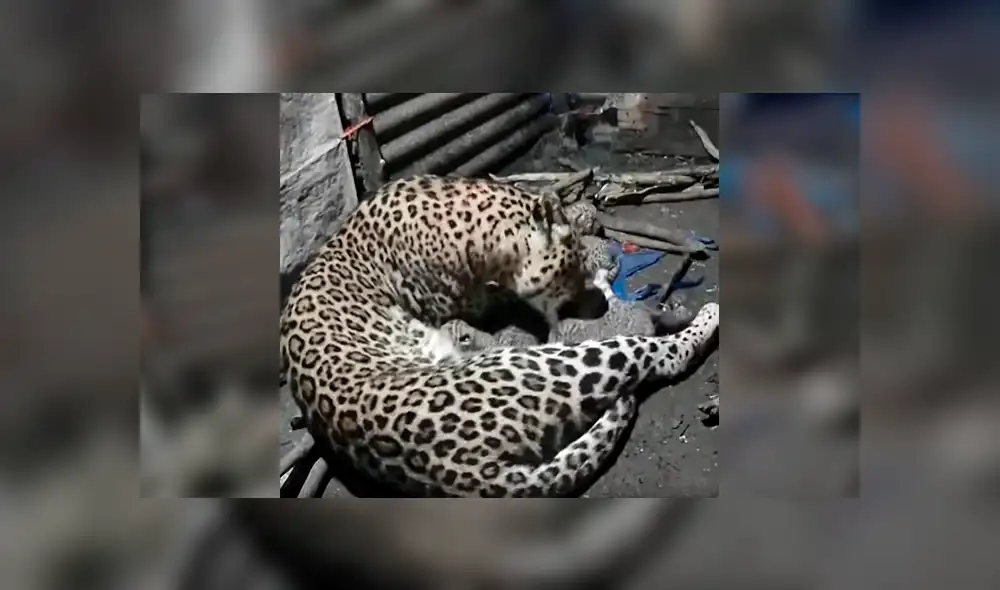 Desliza las imágenes para conocer el momento en que una leoparda cuida de sus crías tras escapar de su hábitat. Foto: La Vanguardia. Desliza las imágenes para conocer el momento en que una leoparda cuida de sus crías tras escapar de su hábitat. Foto: La Vanguardia.
