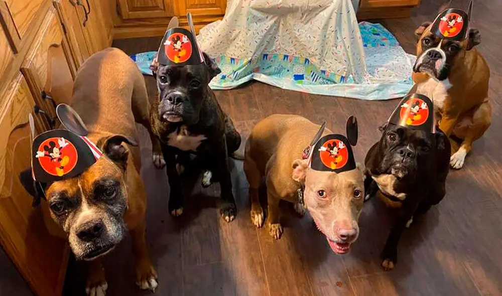 Desliza las imágenes para apreciar el curioso comportamiento de unos perros en la celebración de su ‘amigo’. Fotos: Lending Paws Pet Care/ Referencial Desliza las imágenes para apreciar el curioso comportamiento de unos perros en la celebración de su ‘amigo’. Fotos: Lending Paws Pet Care/ Referencial