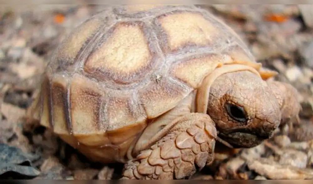 Incautan tortugas africanas en Aeropuerto de La Paz, México Incautan tortugas africanas en Aeropuerto de La Paz, México