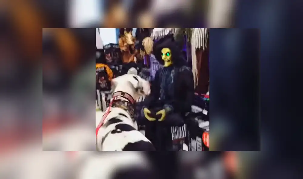 YouTube: Perro encuentra aterradora "criatura" y tiene el susto de su vida