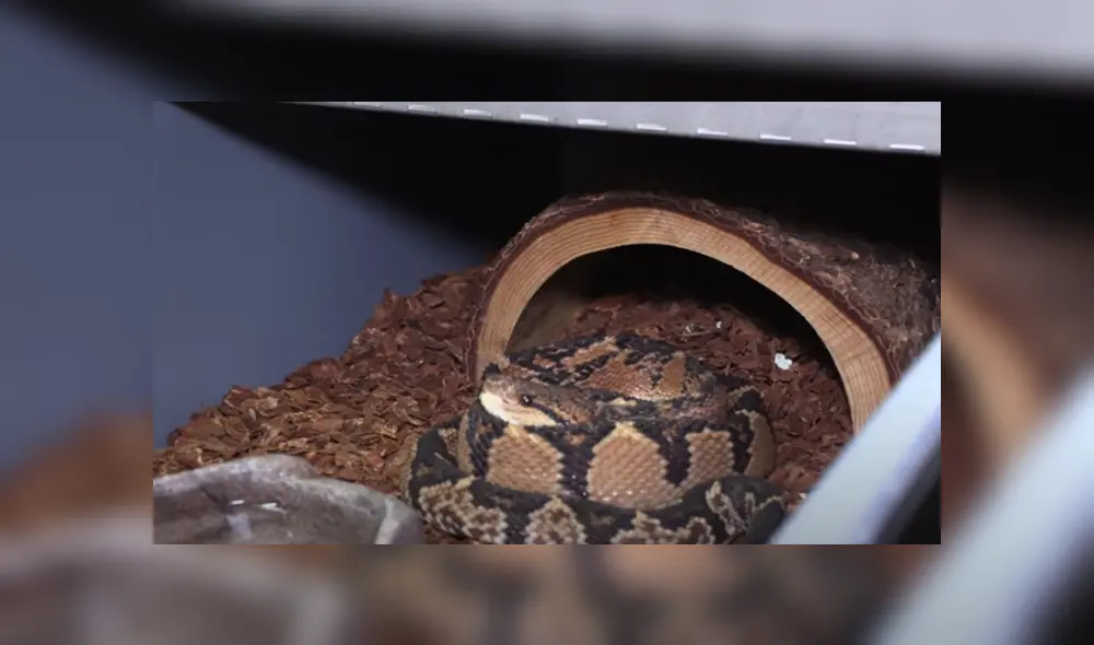 Desliza hacia la izquierda para ver las imágenes del viral de YouTube. Desliza hacia la izquierda para ver las imágenes del viral de YouTube.