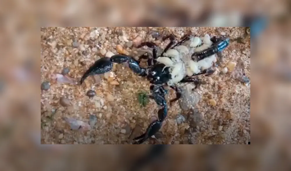 Un enorme escorpión cagando a cientos de sus bebés generó terror en miles de usuarios de YouTube.