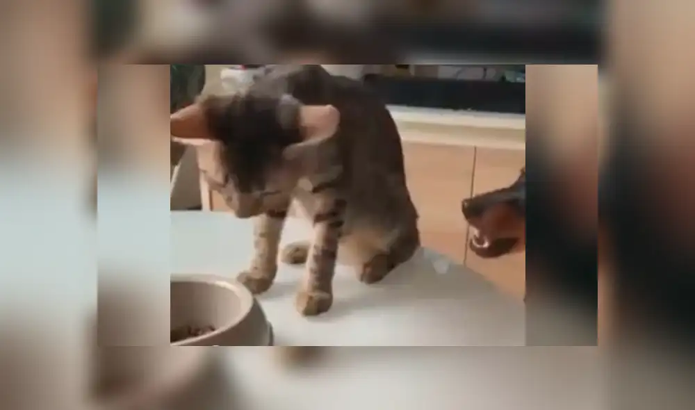 Facebook viral: gato ve que su amigo tenía mucha hambre y hace lo más insólito para ayudarlo Facebook viral: gato ve que su amigo tenía mucha hambre y hace lo más insólito para ayudarlo