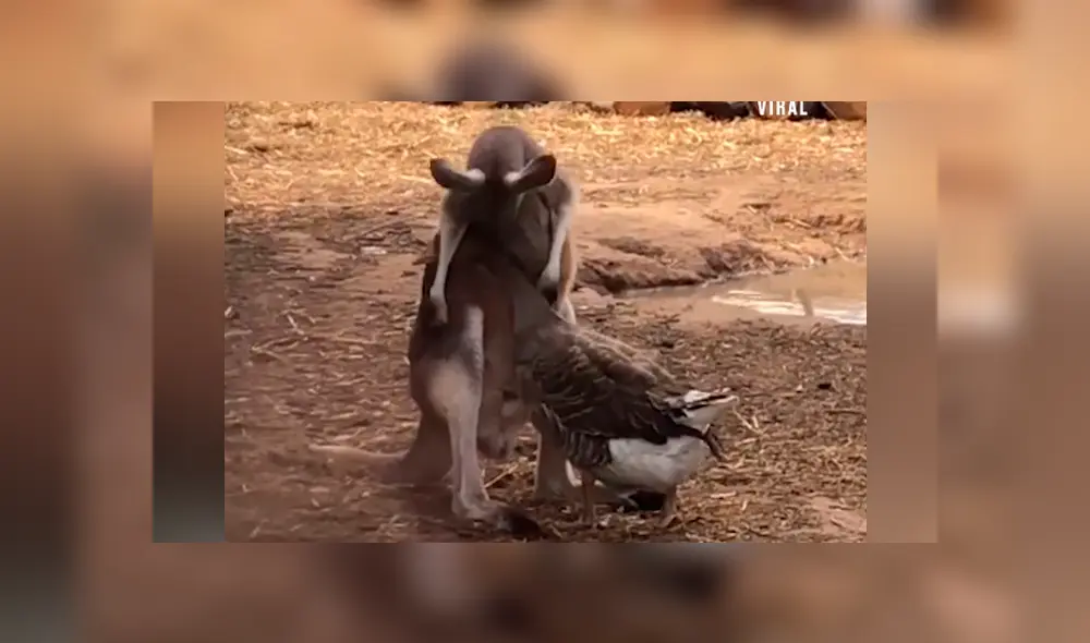 Canguro se abraza con ganso y sus muestras de cariño enamoran a miles [VIDEO] 
