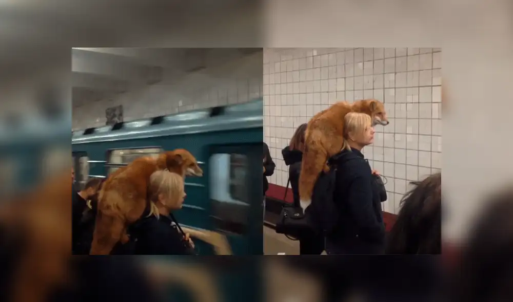 Facebook viral: rusa alborota a pasajeros del metro por llevar a zorro como mascota [VIDEO] 