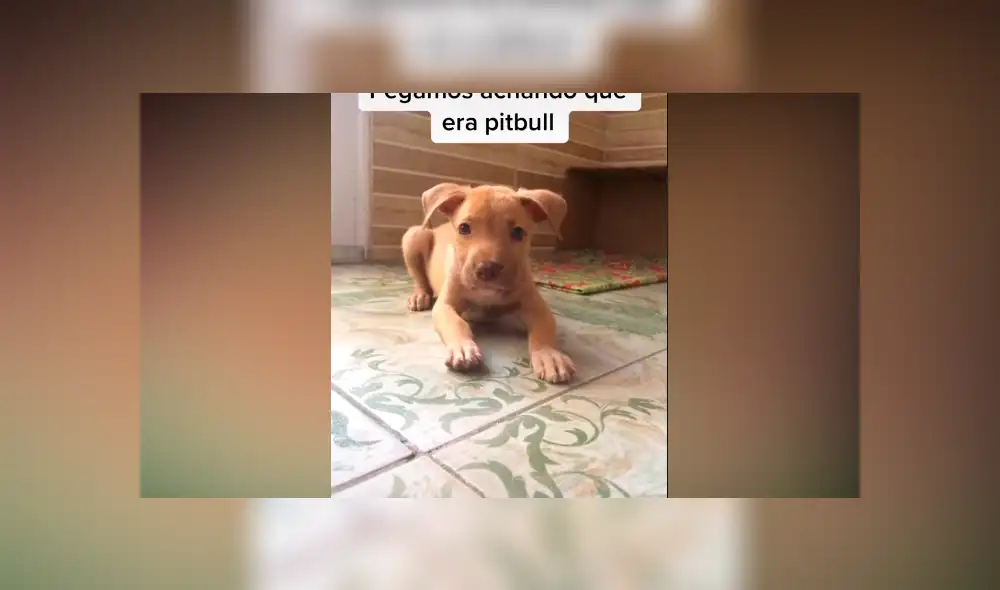 Desliza las imágenes para ver el increíble cambio que experimentó este presunto perro ‘pitbull’. Fotocapturas: Caroline Bittencourt/TikTok Desliza las imágenes para ver el increíble cambio que experimentó este presunto perro ‘pitbull’. Fotocapturas: Caroline Bittencourt/TikTok