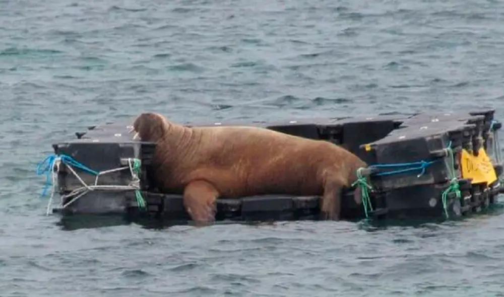 El mamífero disfruta descansar sobre yates, pese a que les causa costosos daños y ha logrado hundir dos. Foto: captura de Facebook
