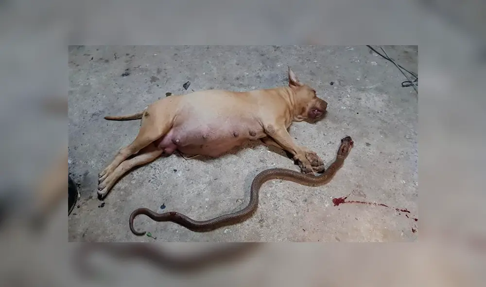 Vía Facebook. Una perrita dio su vida para salvar a sus dueños de una peligrosa cobra.