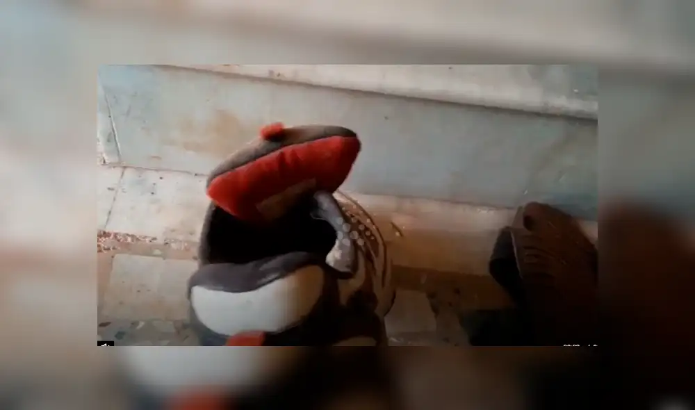 Joven intenta colocarse sus zapatillas y encuentra culebra acurrucada en el interior. Joven intenta colocarse sus zapatillas y encuentra culebra acurrucada en el interior.