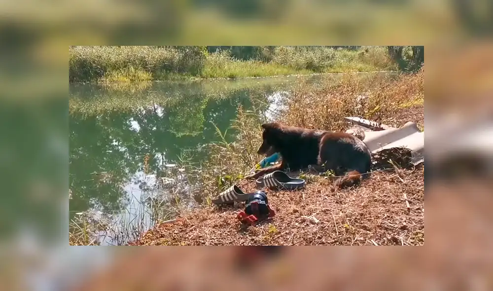 Video es viral en Facebook. El can permaneció en el estanque durante horas con las pertenencias de su dueño, esperando a que apareciera. Video es viral en Facebook. El can permaneció en el estanque durante horas con las pertenencias de su dueño, esperando a que apareciera.