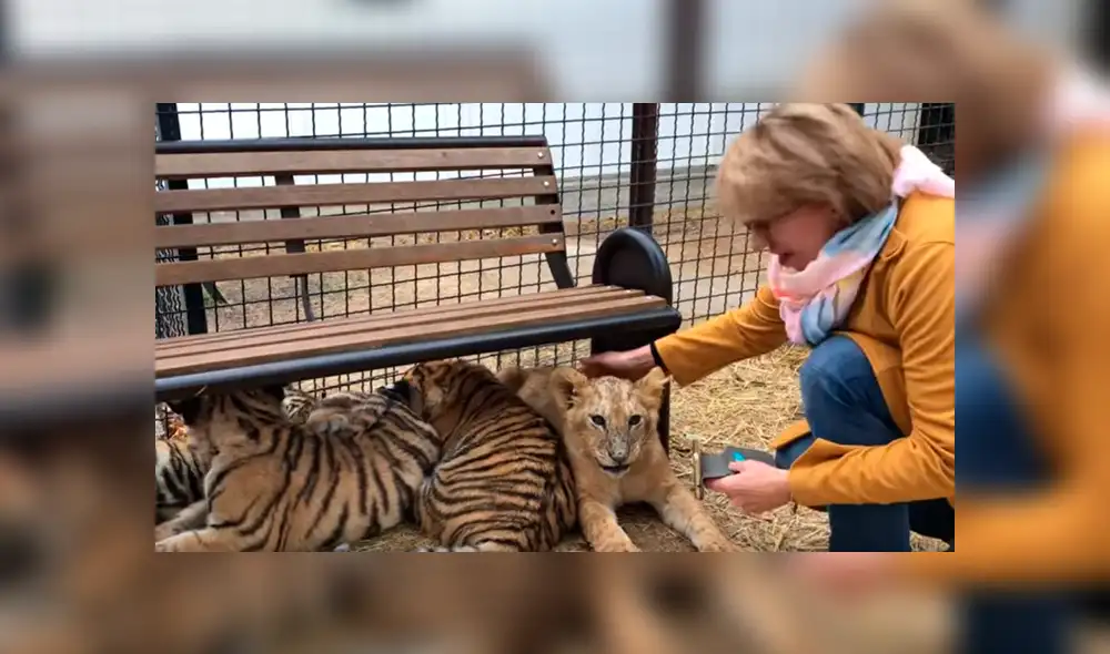 Un video viral de Facebook registró el momento en que una turista intenta acariciar a uno de los felinos, sin imaginar lo que sucedería.