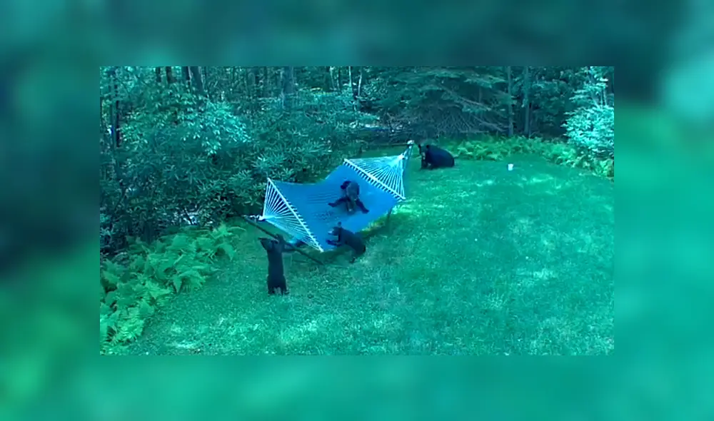 Una familia de osos invadieron el patio de una casa para jugar en una hamaca. Foto: YouTube Una familia de osos invadieron el patio de una casa para jugar en una hamaca. Foto: YouTube